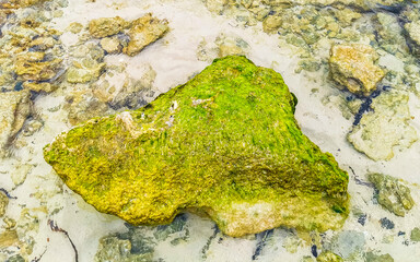 Stones rocks corals turquoise green blue water on beach Mexico.