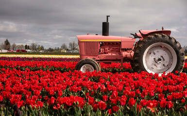 A Pink Tractor setting in the middle of a bright tulip field.
