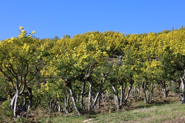 Mimosa plantation