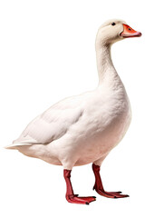 white goose full body standing cutout isolated 