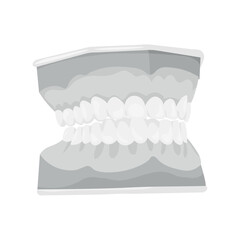 Model of jaw on white background