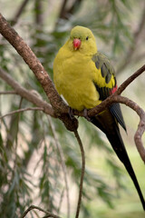 The male Regent Parrot has a general yellow appearance with the tail and outer edges of the wings being dark blue-black
