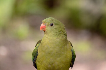 The female regent parrot is all light green. It has yellow shoulder patches and a narrow red band crosses the centre of the wings and yellow underwings.