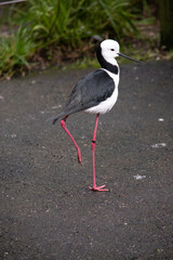 the black winged stilt is a black and white seabird with pink legs.  It has a white head with a narrow black beak white chest and black wings