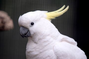 the sulpher crested cockatoo is a white bird with a yellow crest