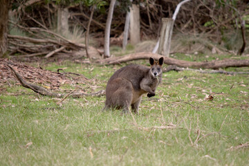 The swamp wallaby has dark brown fur, often with lighter rusty patches on the belly, chest and base of the ears.