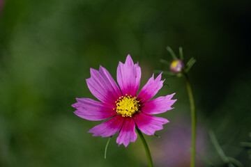 秋桜