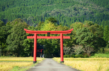 秋の稲穂と菅原神社の鳥居