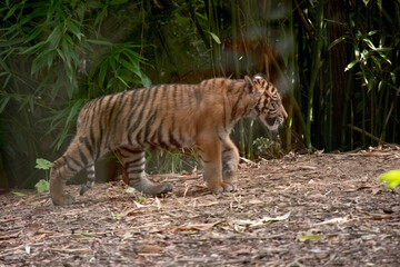 Tiger cubs are born small, blind, and weak. They're born with all their stripes and drink their mother's milk until they are six months old and then only eat meat.