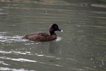 The Hardhead also White-eyed Duck has a brown body and white underside. It has a white eye and blue tip on its bill