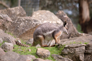 Naklejka premium The Yellow-footed Rock-wallaby is brightly coloured with a white cheek stripe and orange ears. It is fawn-grey above with a white side-stripe, and a brown and white hip-stripe.