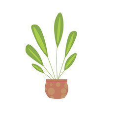 Green houseplant on white background