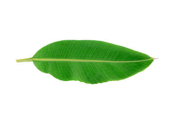Banana Leaf isolated on   transparent png