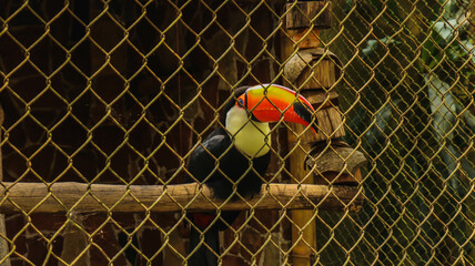 Tucano colorido em close-up dentro de uma gaiola, posicionado em um poleiro, destacando seu bico...