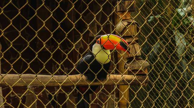 Tucano colorido em close-up dentro de uma gaiola, posicionado em um poleiro, destacando seu bico vibrante e penas ex&oacute;ticas