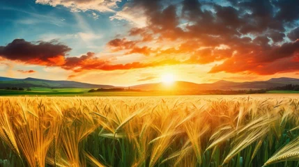 Foto op Canvas a field of wheat with the sun setting behind it © sam