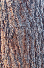 bark of a tree