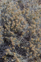 Rabbitbrush