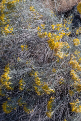 Rabbit Brush