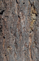 Tree bark
