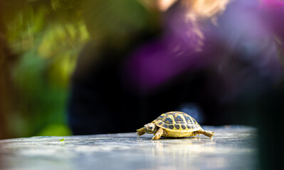 Teenage girl and her pet tortoise in the garden