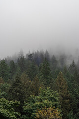Cloudy mountain forest
