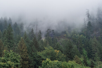 Cloudy mountain forest