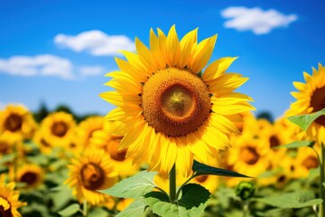 a close up of a sunflower