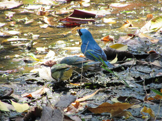 A family of swallowtail birds drinking water
