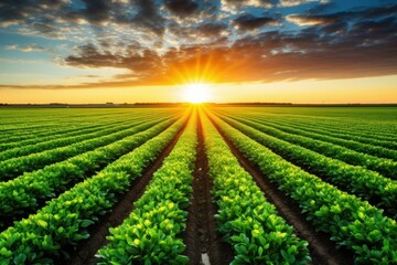 a field of green plants with the sun setting behind it