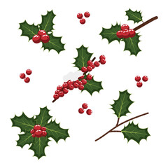 Set of mistletoe leaves and berries on white background