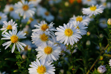 Obraz premium white autumn chrysanthemums
