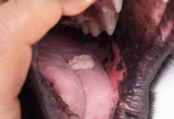 Oral papilloma wart on dog tongue. Oral wart growing for 2-3 months on young dog. Cauliflower like benign tumor spread dog-by-dog. Contagious papillomavirus. Selective focus on wart cluster. - obrazy, fototapety, plakaty