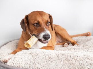 Funny dog with chew bone in mouth like a large cigar while lying on a dog bed. Cute puppy dog with...