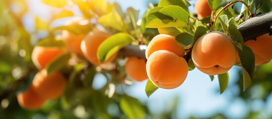 Ripe organic apricots on a tree in the garden on a sunny day With copyspace for text