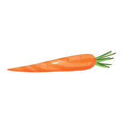 Ripe carrot on white background