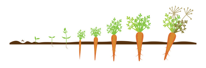 Drawn stages of carrot growth on white background