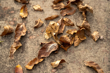 autumn leaves on the ground