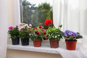 Different beautiful potted flowers on windowsill indoors