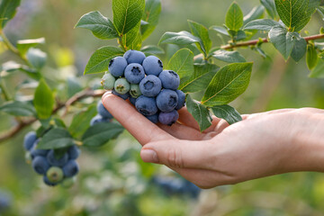 Woman picking up wild blueberries outdoors, closeup. Seasonal berries