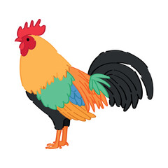 Beautiful rooster on white background