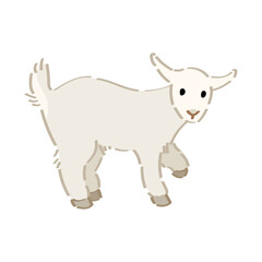 Cute baby goat on white background