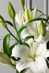 Beautiful lily flowers near light grey wall, closeup