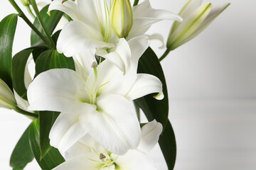 Beautiful lily flowers on white background, closeup. Space for text
