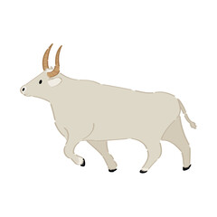 Big bull on white background