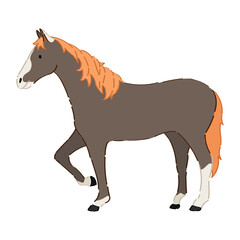 Beautiful horse on white background