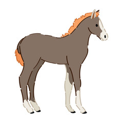 Cute horse colt on white background