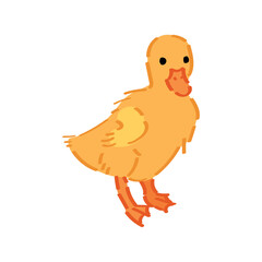 Small duckling on white background