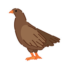 Cute quail on white background