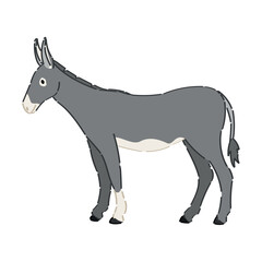 Grey donkey on white background
